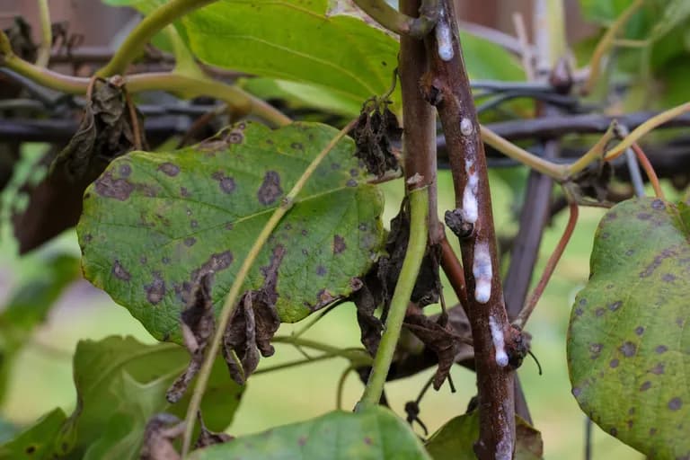 Pseudomonas Syringae pv. Actinidiae (Psa)