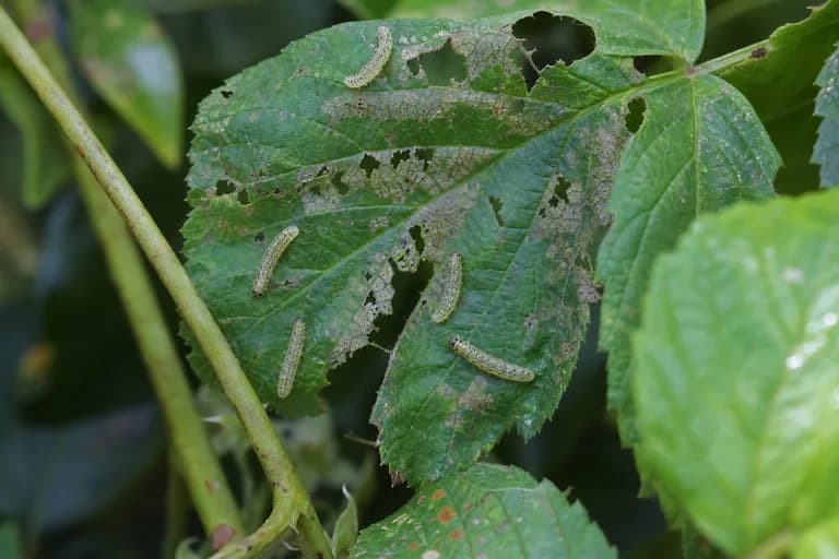 Mosca sierra de la frambuesa