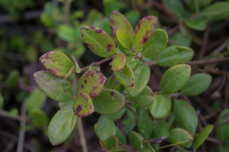 Mancha roja de la hoja