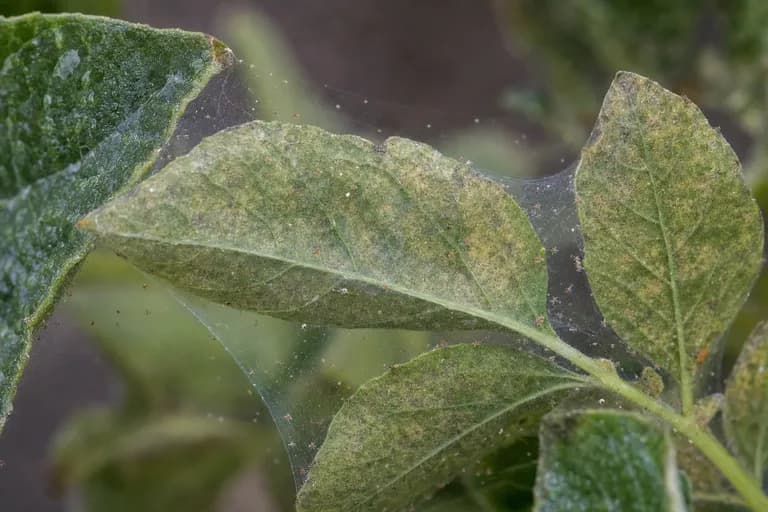 Red Spider Mite