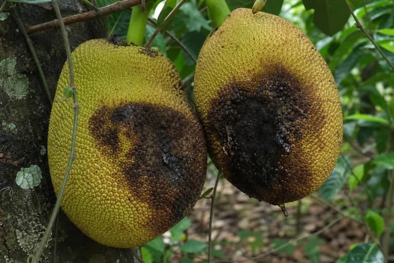 Rhizopus Fruit Rot