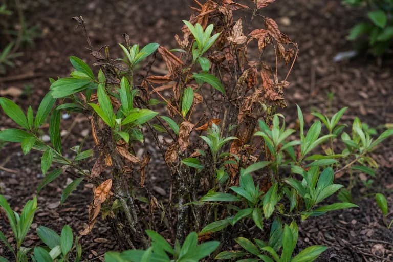 Pudrición de raíces (Phytophthora cinnamomi)