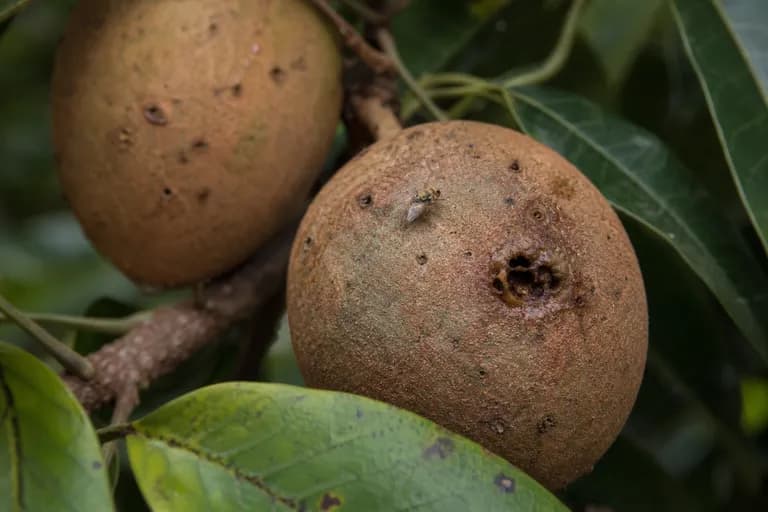 Mosca de la fruta del sapote