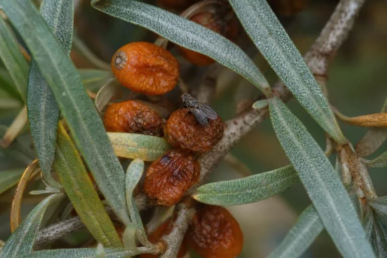 Mosca del espino amarillo