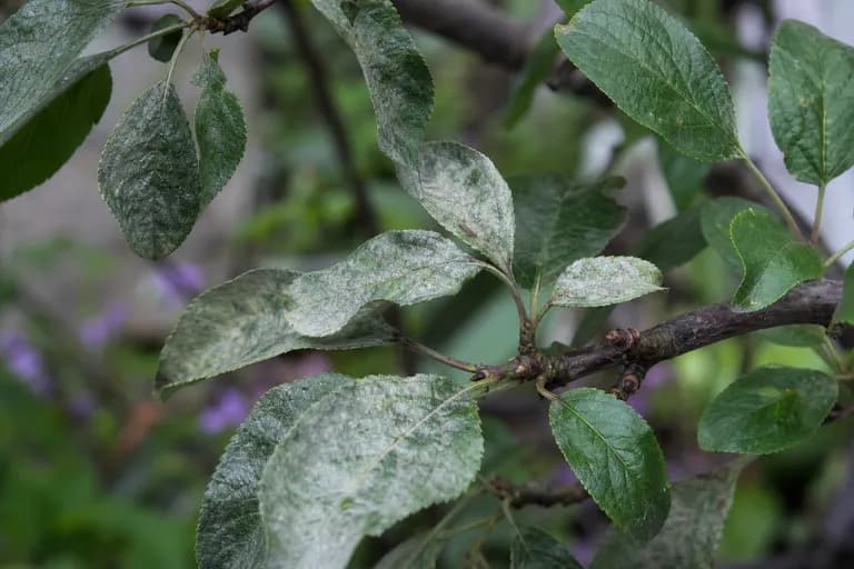 Silver Leaf Disease