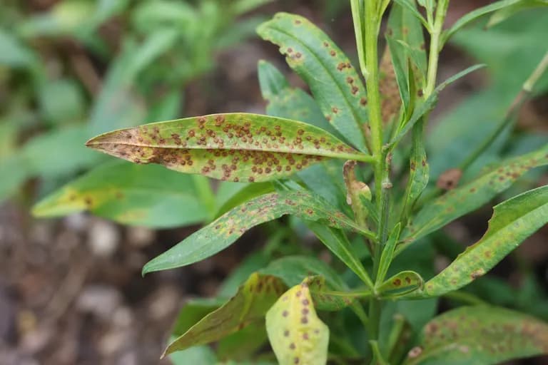 Snapdragon Rust