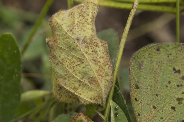 Pudrición por Phytophthora (Phytophthora sojae)