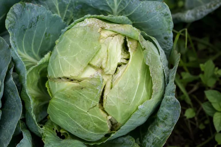 Agrietamiento