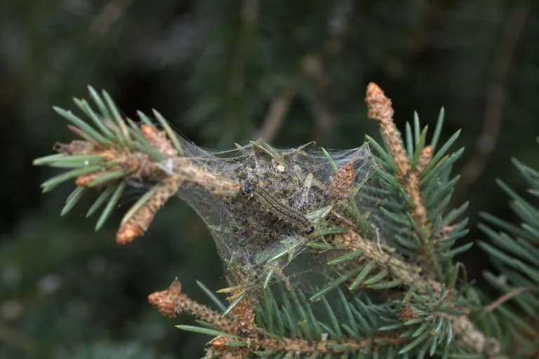 Gusano perforador del brote de la picea