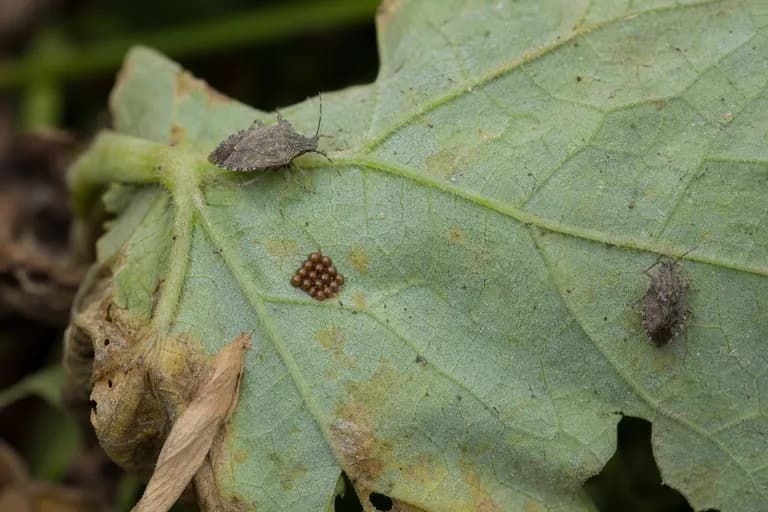 Squash Bug
