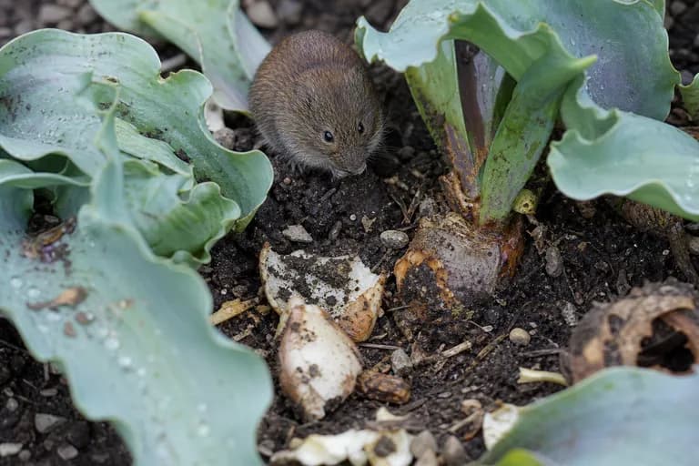 Squirrels and Voles