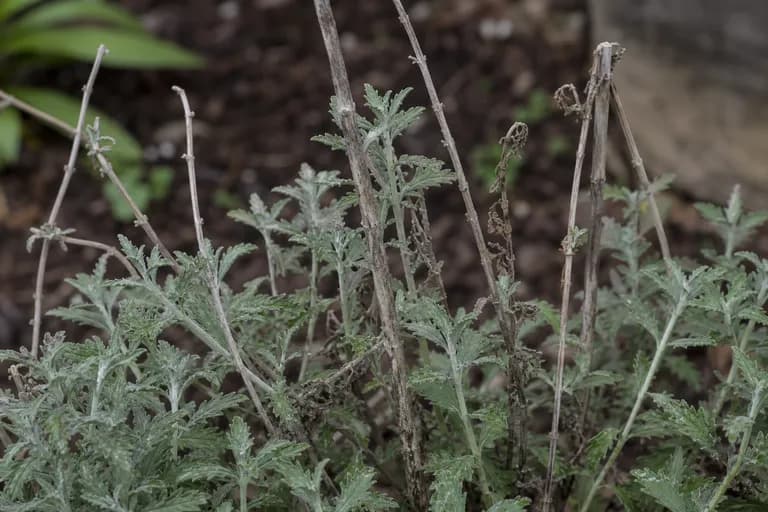 Stem Dieback