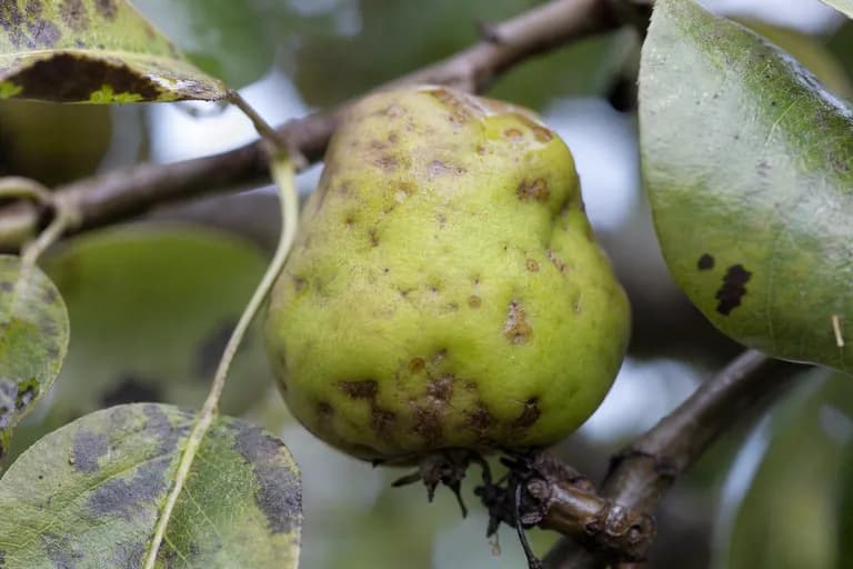 Steinzelligkeitsvirus der Birne