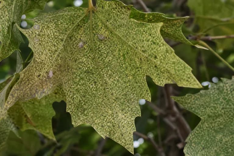 Chinche de Encaje del Plátano (Sycamore Lace Bug)