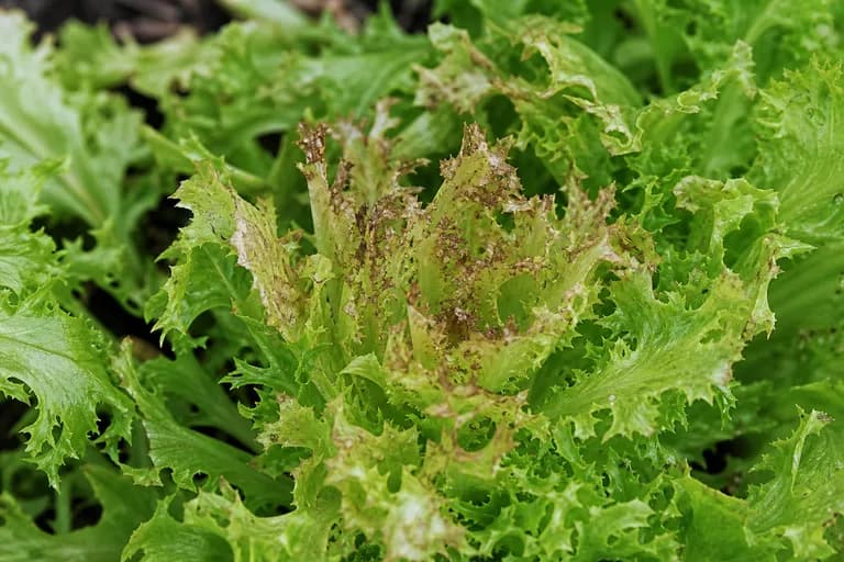 Pulgón de la lechuga