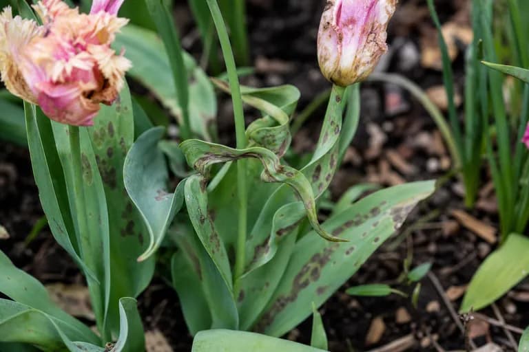 Tulpenfeuer