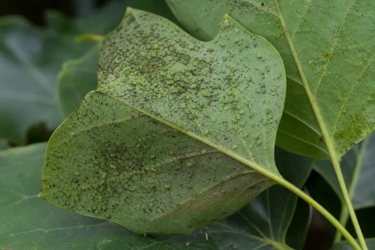 Pulgón del Tulipero (Tulip Tree Aphid)