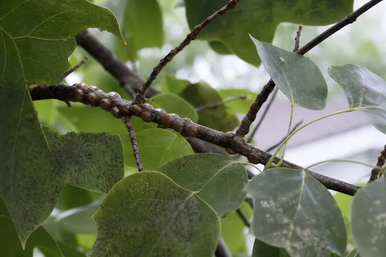Cochinilla del Tulipero (Tulip Tree Scale)