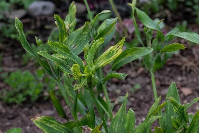 Virus (Alstroemeria-Mosaik)
