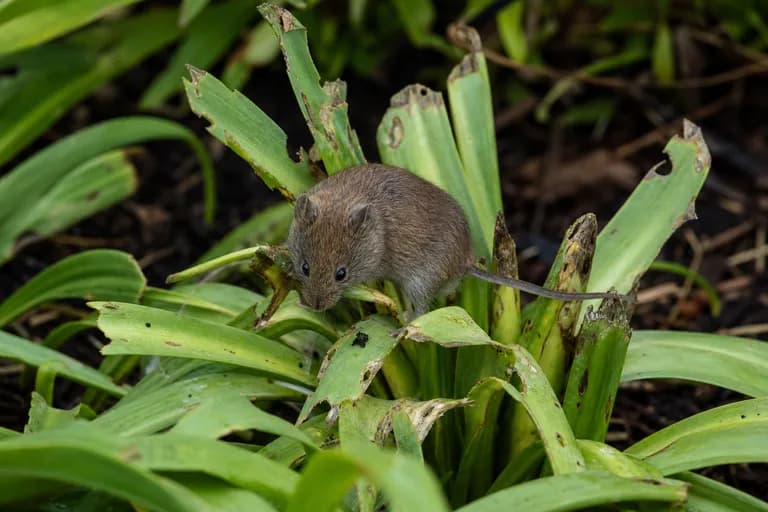 Topillos y ratones de campo