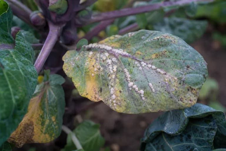 Roya (Puccinia scorzonerae)
