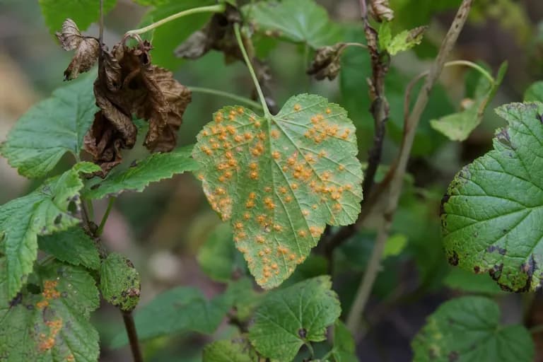 White Pine Blister Rust