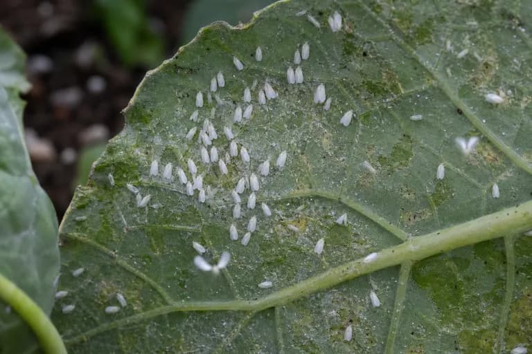 Mosca blanca