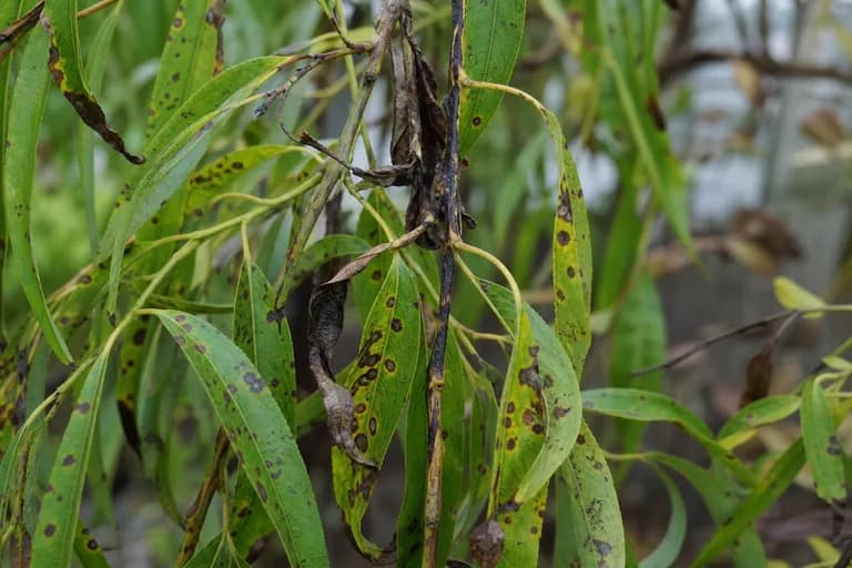 Willow Blight Complex