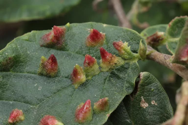 Pulgón de agalla del hamamelis
