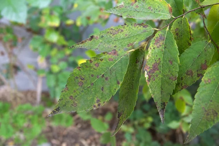 Mancha Foliar del Zelkova
