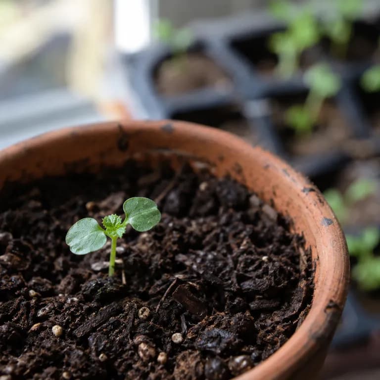 Young Canada anemone seedlings with first lobed leaves