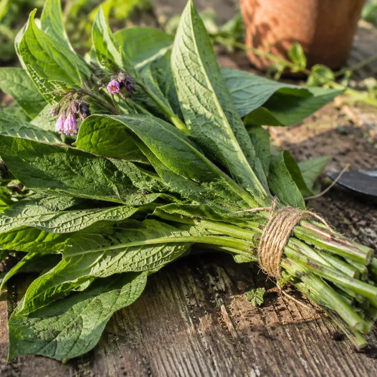 Trug of freshly cut comfrey leaves beside a compost bin, stems glistening with sap