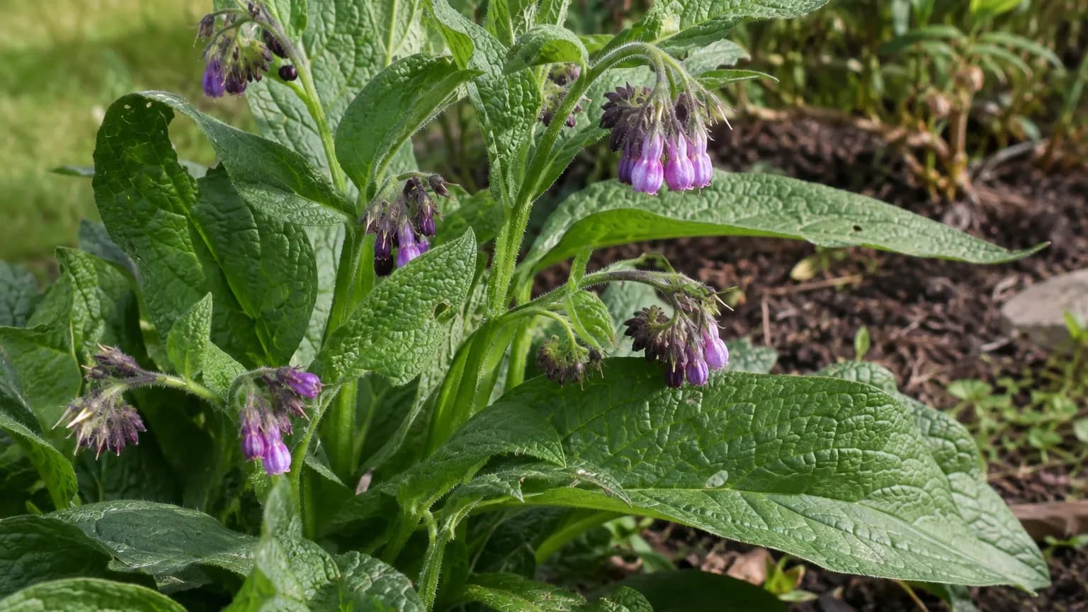 Comfrey