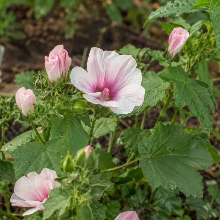 First malope flower opening its magenta chalice