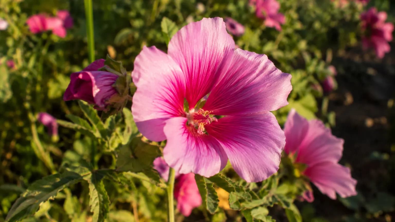 Malope