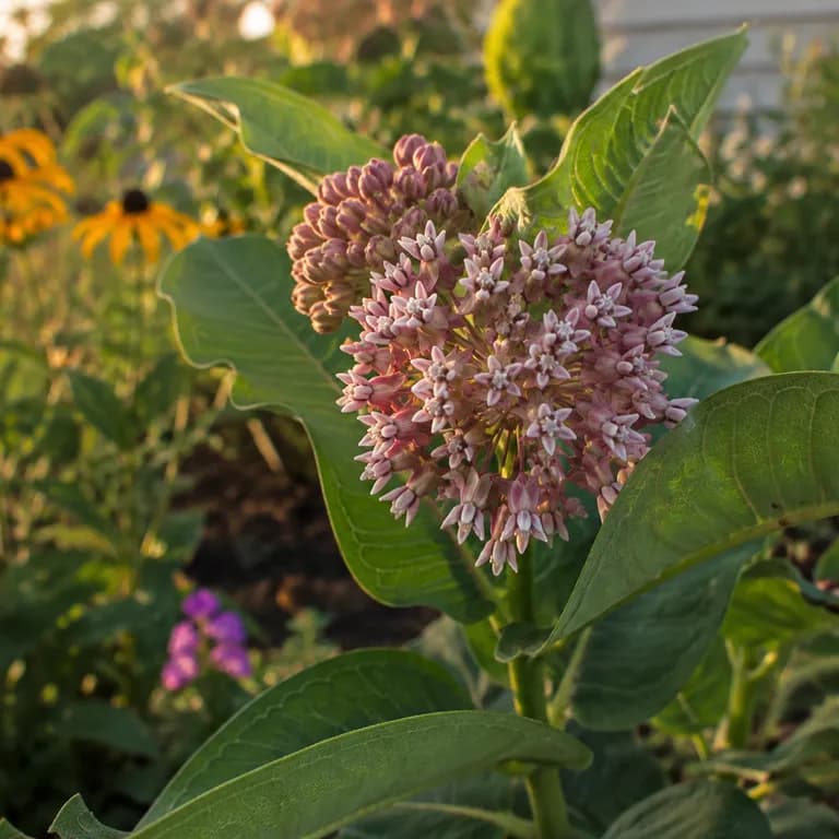 Mature common milkweed colony in full summer bloom with multiple tall stems bearing pink flower globes
