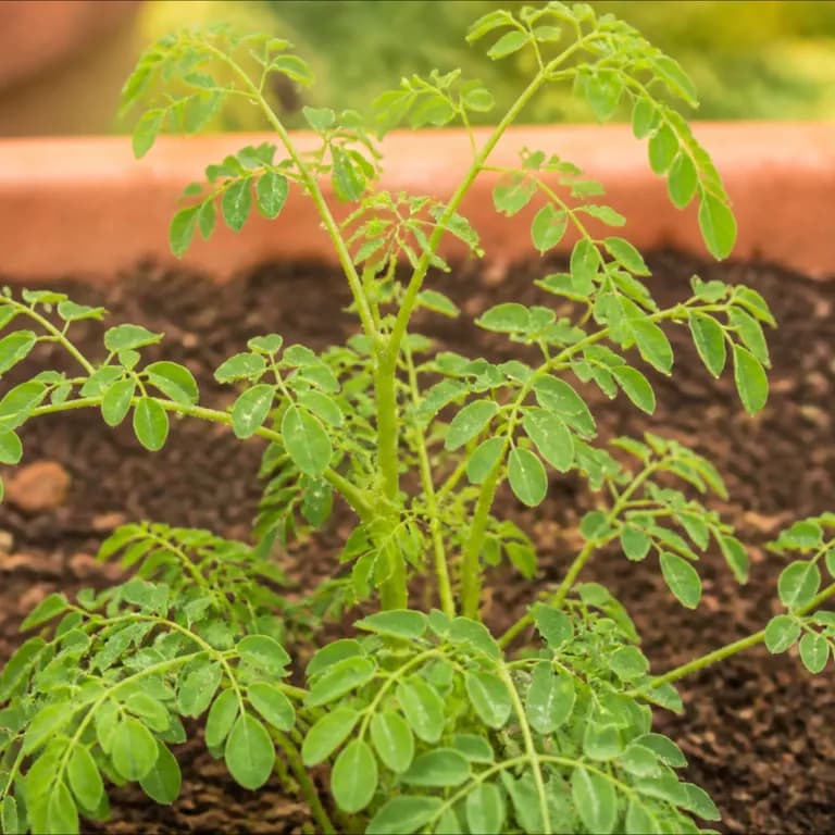 Moringa-Pesto