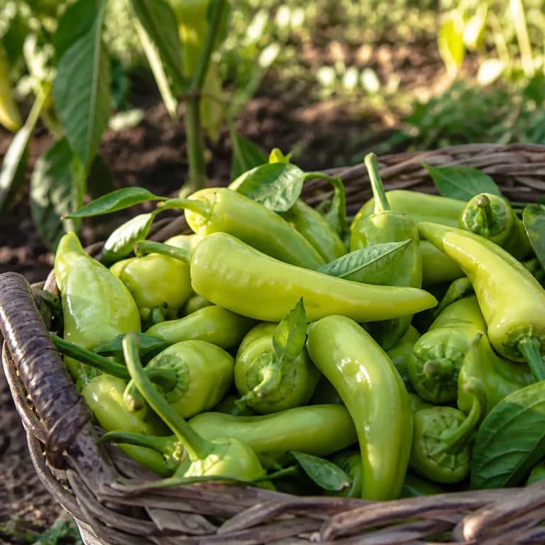 Hand hält frisch gepflückte grüne Pepperoncini in der idealen Größe von 5-8 cm