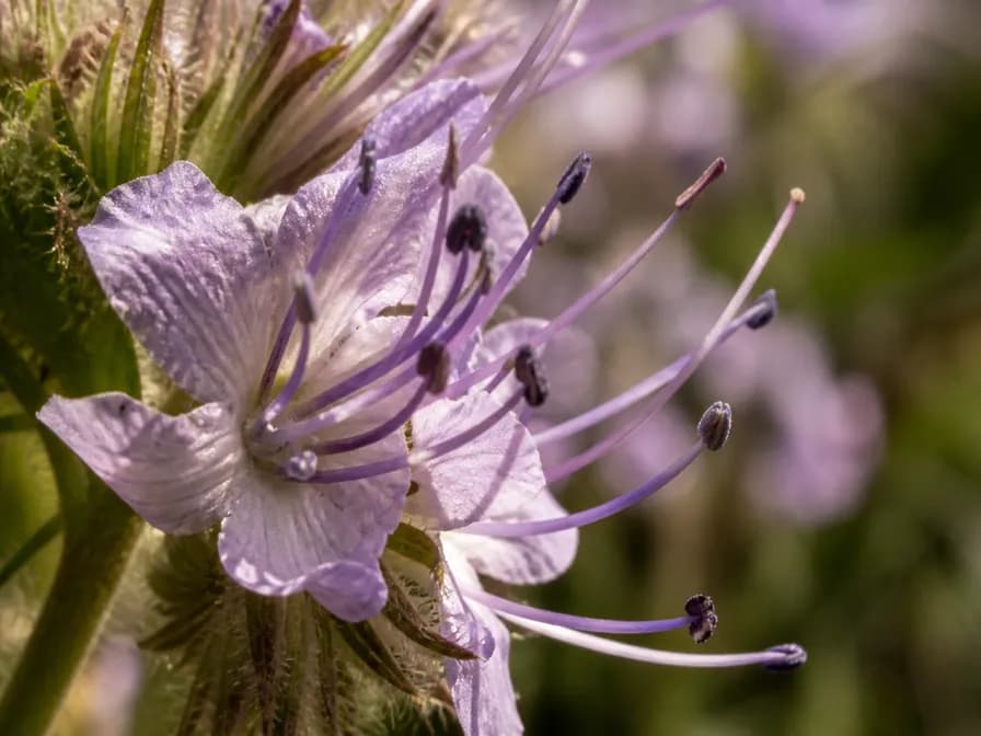 Nahansicht einer Honigbiene an den zarten glockenförmigen lavendelfarbenen Phazelienblüten