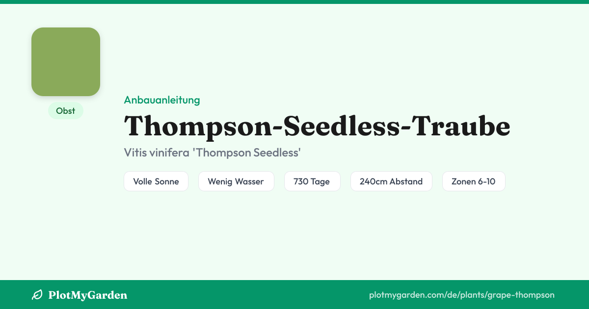 Thompson-Seedless-Traube — Anbauanleitung, Mischkultur & Pflegetipps ...