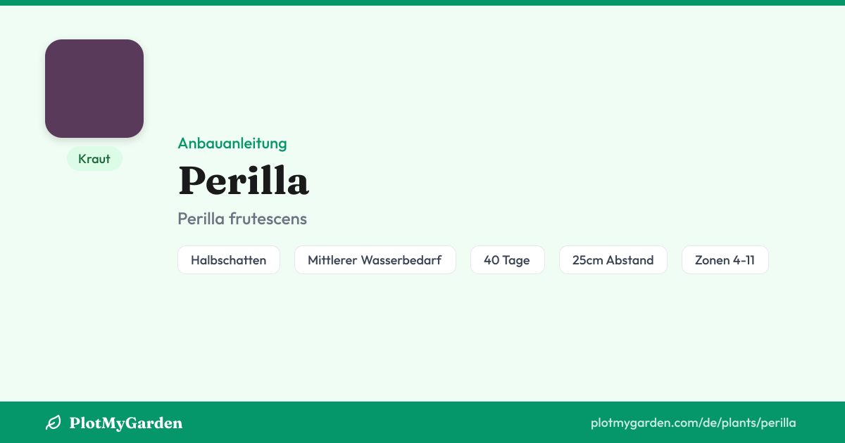 Perilla: Anbau, Pflege, Ernte & gute Nachbarn