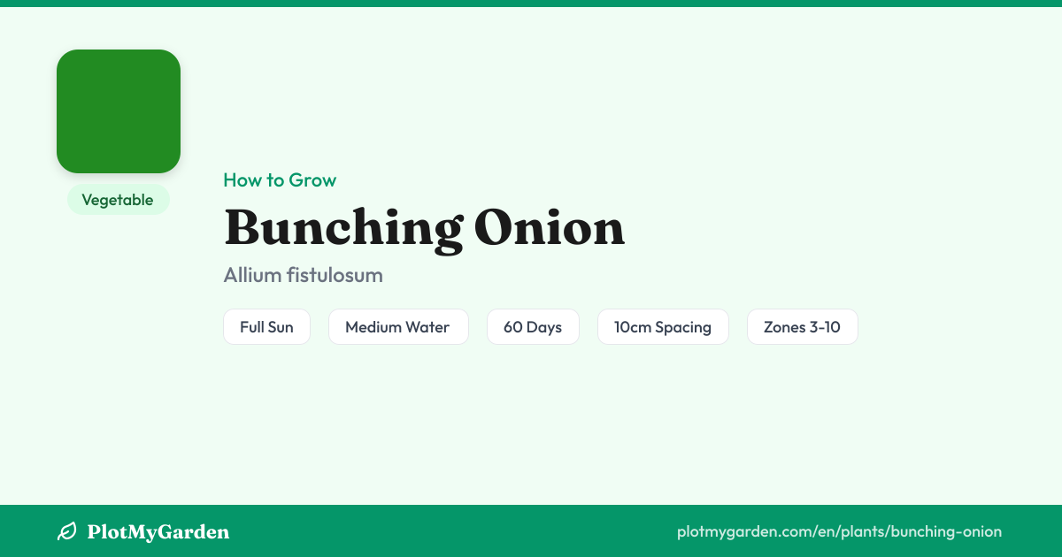 Bunching Onion: How to Grow, Water & Harvest (60 days)