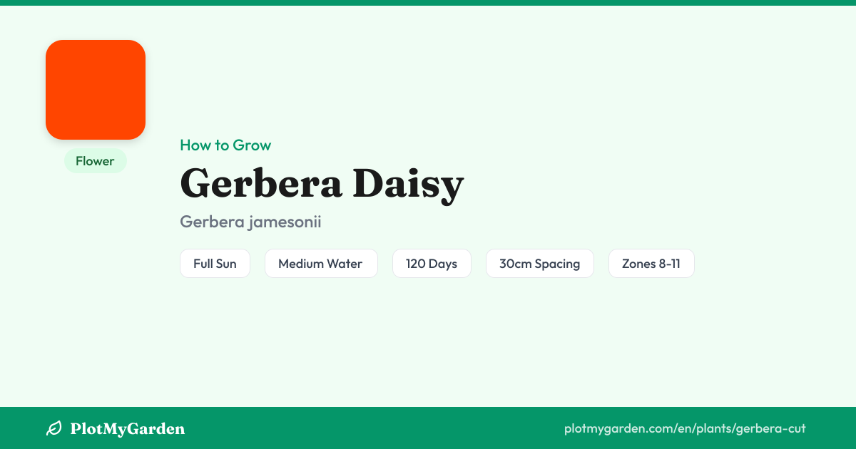 Gerbera Daisy — Growing Guide, Companion Plants & Care Tips | PlotMyGarden
