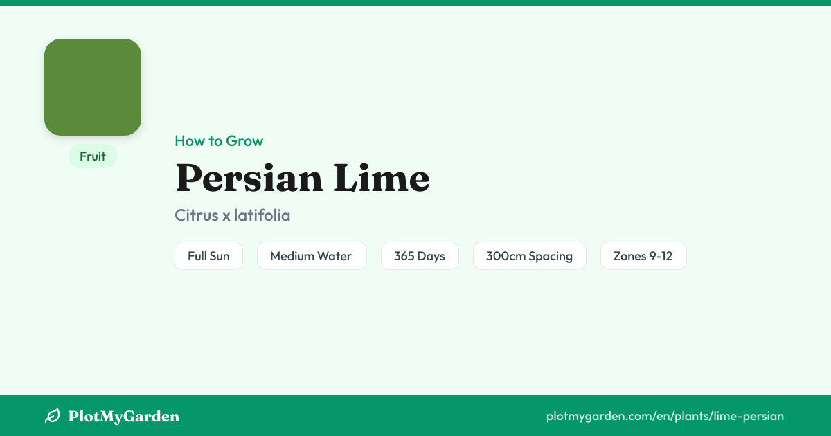 Persian Lime — Growing Guide, Companion Plants & Care Tips | PlotMyGarden