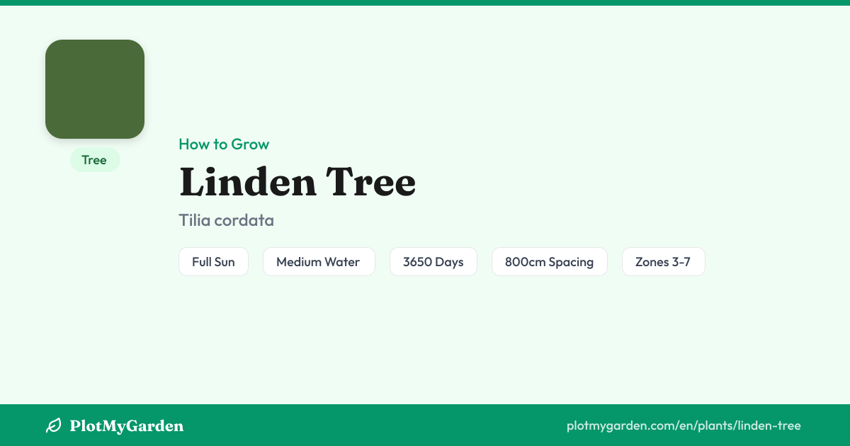 Can You Grow Linden Tree? Zones 3-7, Size & Care