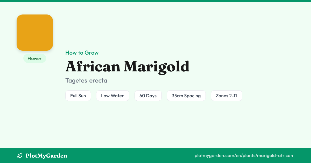 African Marigold: Planting, Care & Companion Flowers