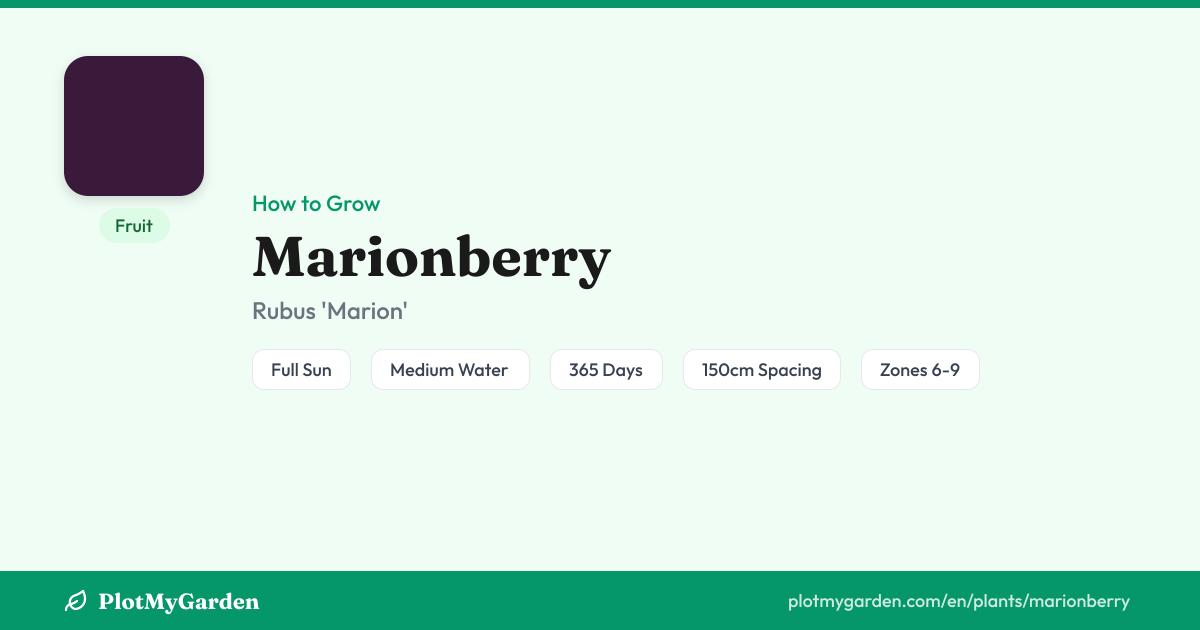 Can You Grow Marionberry? Zones 6-9, Fruit in ~1 year