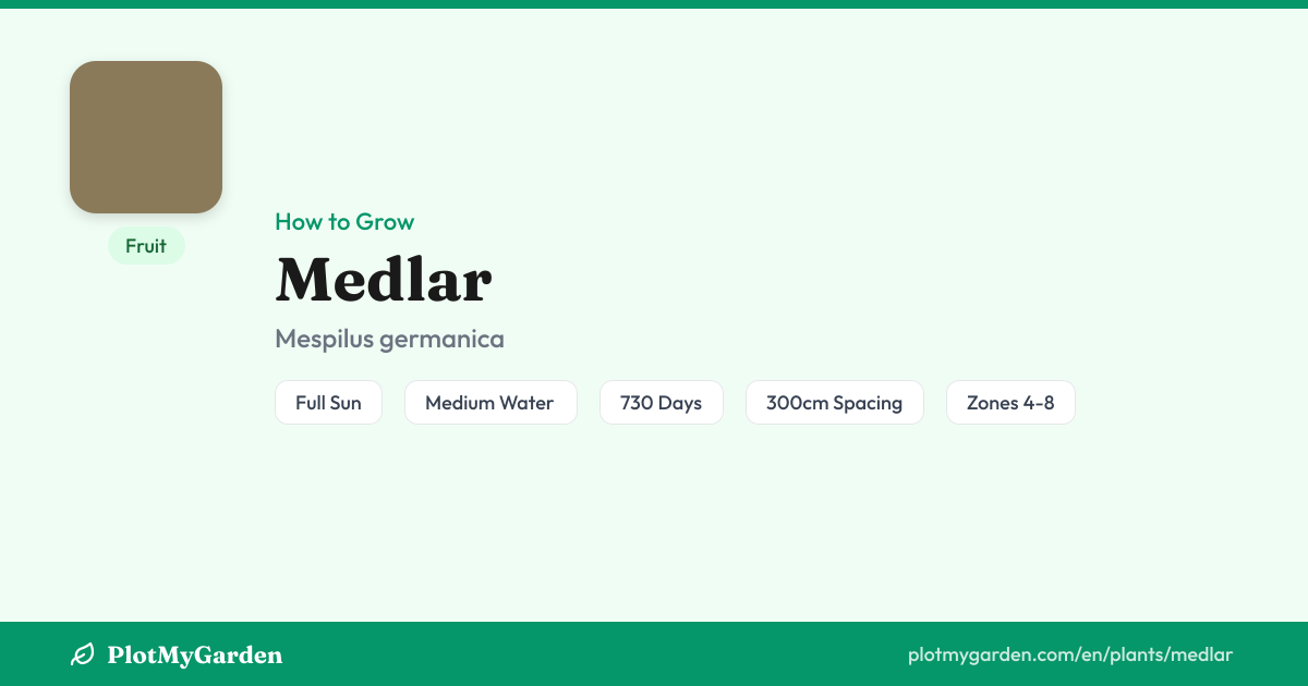 Medlar — Growing Guide, Companion Plants & Care Tips | PlotMyGarden
