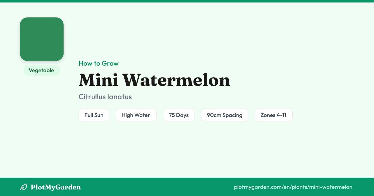 Mini Watermelon: How to Grow, Water & Harvest (75 days)