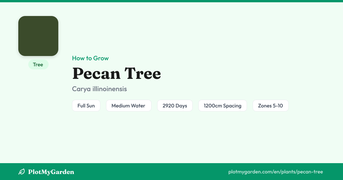 Can You Grow Pecan Tree? Zones 5-10, Size & Care
